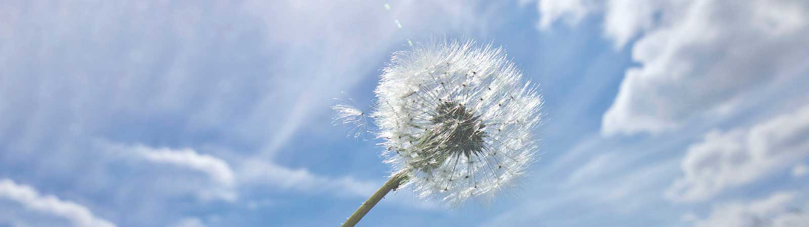 Image of dandelion under sky